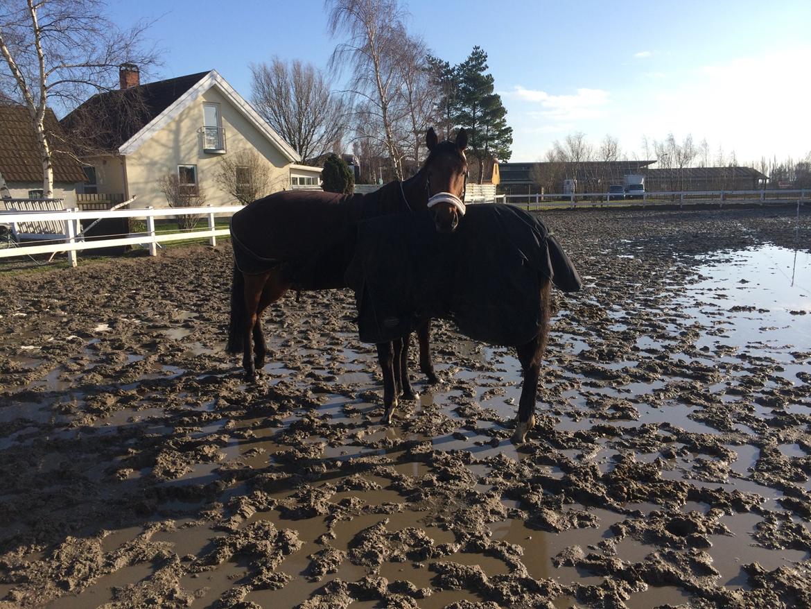 Dansk Varmblod Lucy Ask billede 14