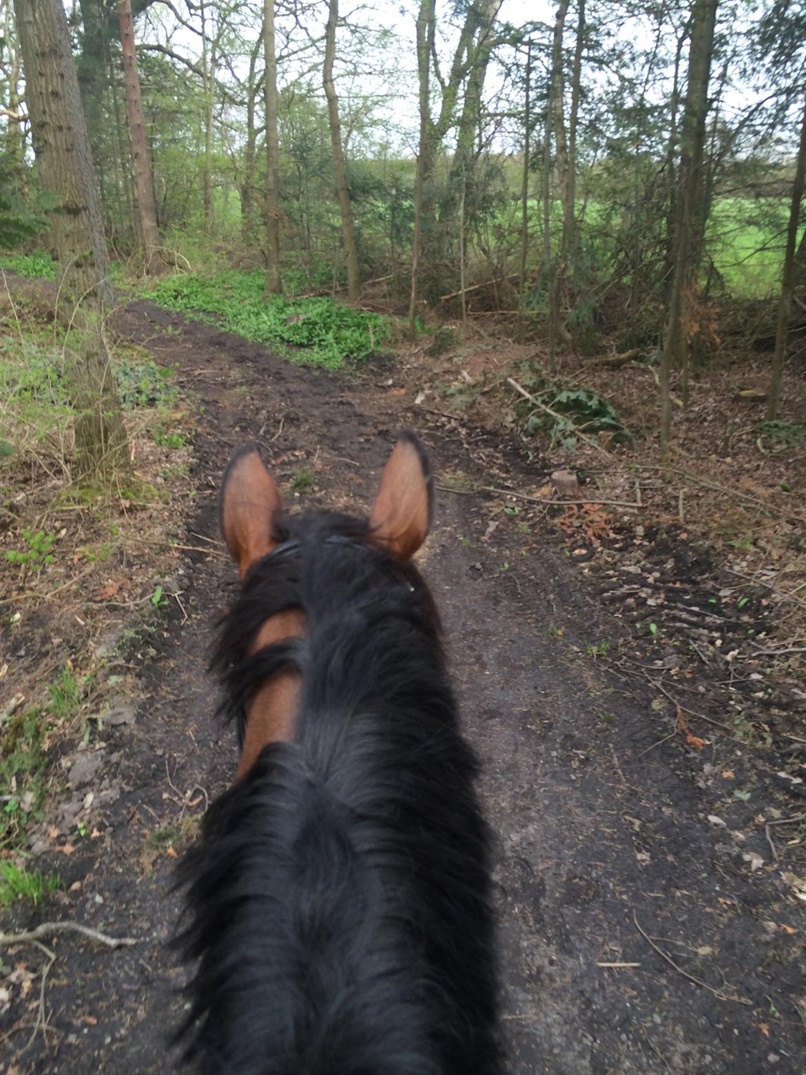 Dansk Varmblod Lucy Ask billede 17