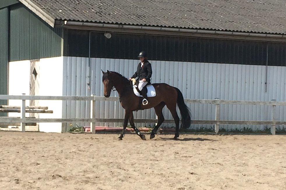 Dansk Varmblod Lucy Ask billede 22