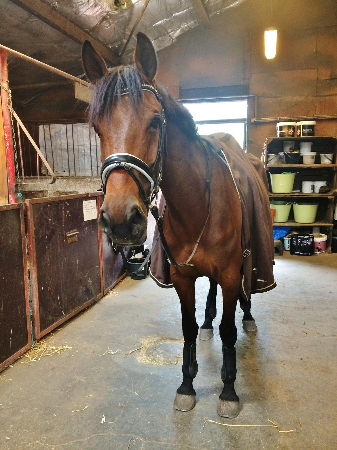 Dansk Varmblod Lucy Ask billede 20