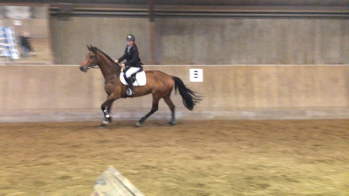 Dansk Varmblod Lucy Ask billede 10