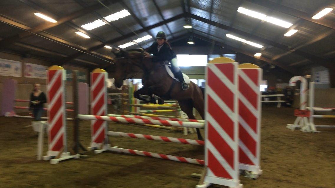 Dansk Varmblod Lucy Ask billede 23