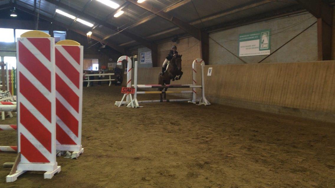 Dansk Varmblod Lucy Ask billede 5