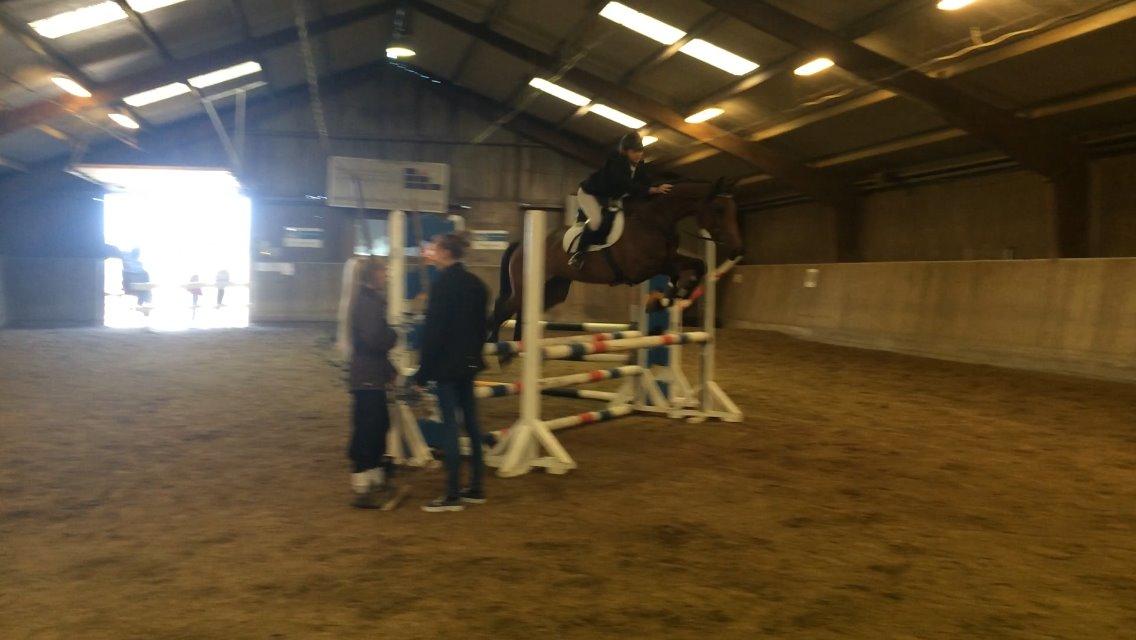 Dansk Varmblod Lucy Ask billede 4