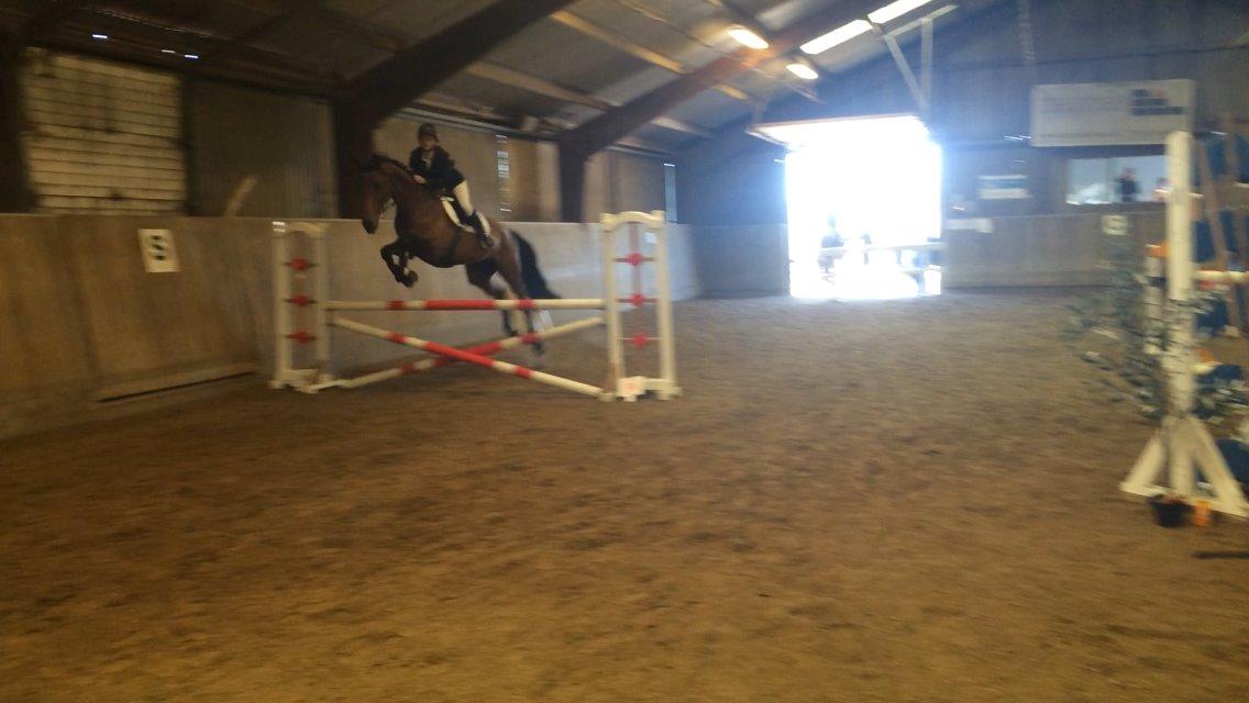 Dansk Varmblod Lucy Ask billede 13