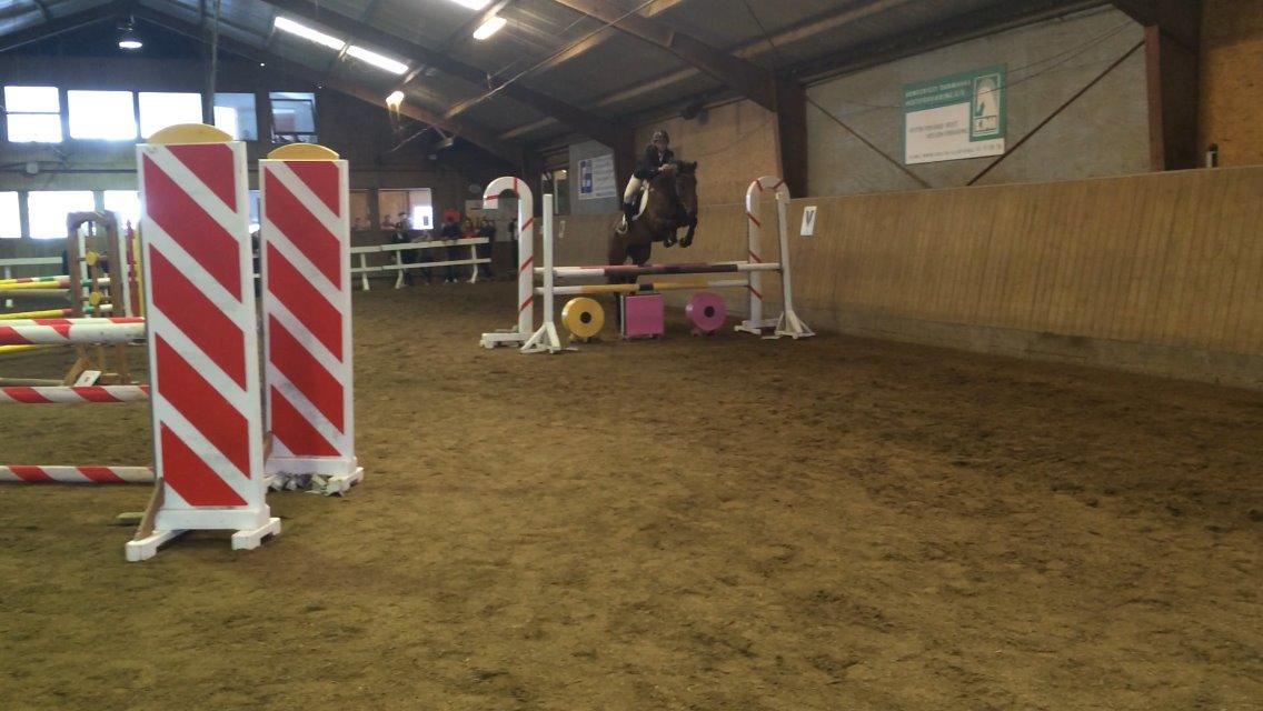 Dansk Varmblod Lucy Ask billede 24