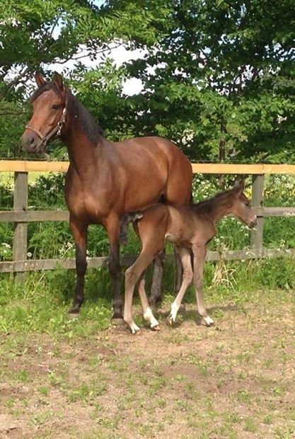 Dansk Varmblod Lucy Ask billede 21