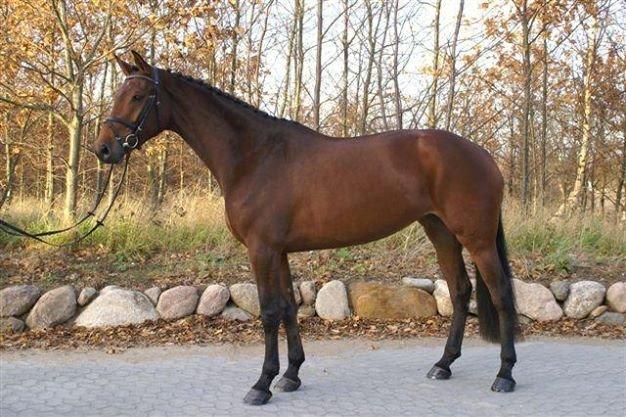 Dansk Varmblod Lucy Ask billede 1