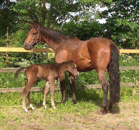 Dansk Varmblod Lucy Ask billede 25