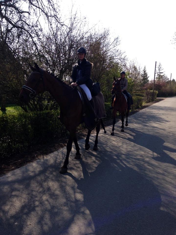 Dansk Varmblod Lucy Ask billede 15