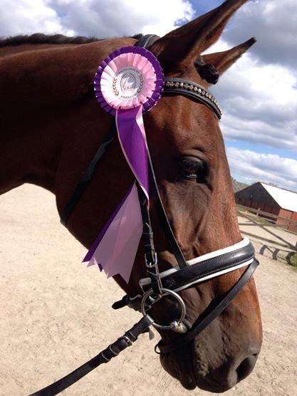 Dansk Varmblod Lucy Ask billede 26