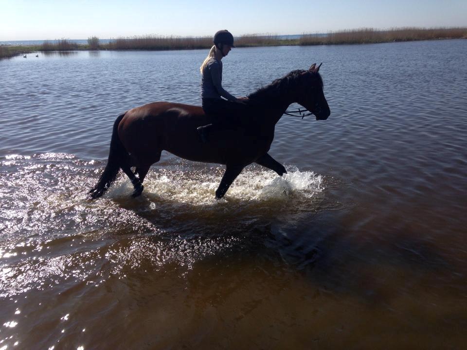 Dansk Varmblod Lucy Ask billede 7