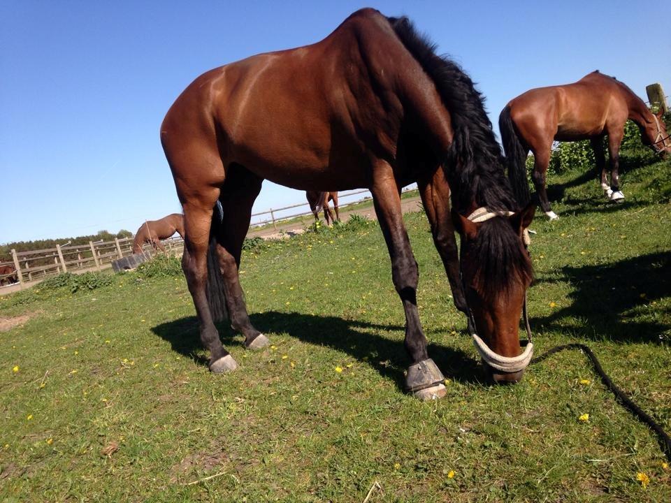 Dansk Varmblod Lucy Ask billede 11