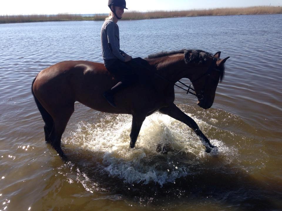 Dansk Varmblod Lucy Ask billede 19