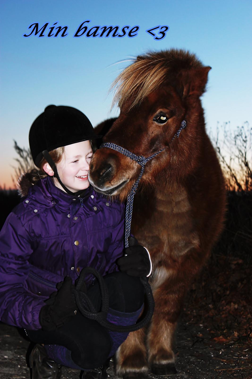 Shetlænder Team Memories Markus <3 - Min bamse ♥ - December 2013  billede 3