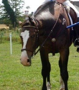 Oldenborg Lucas (SOLGT) billede 16