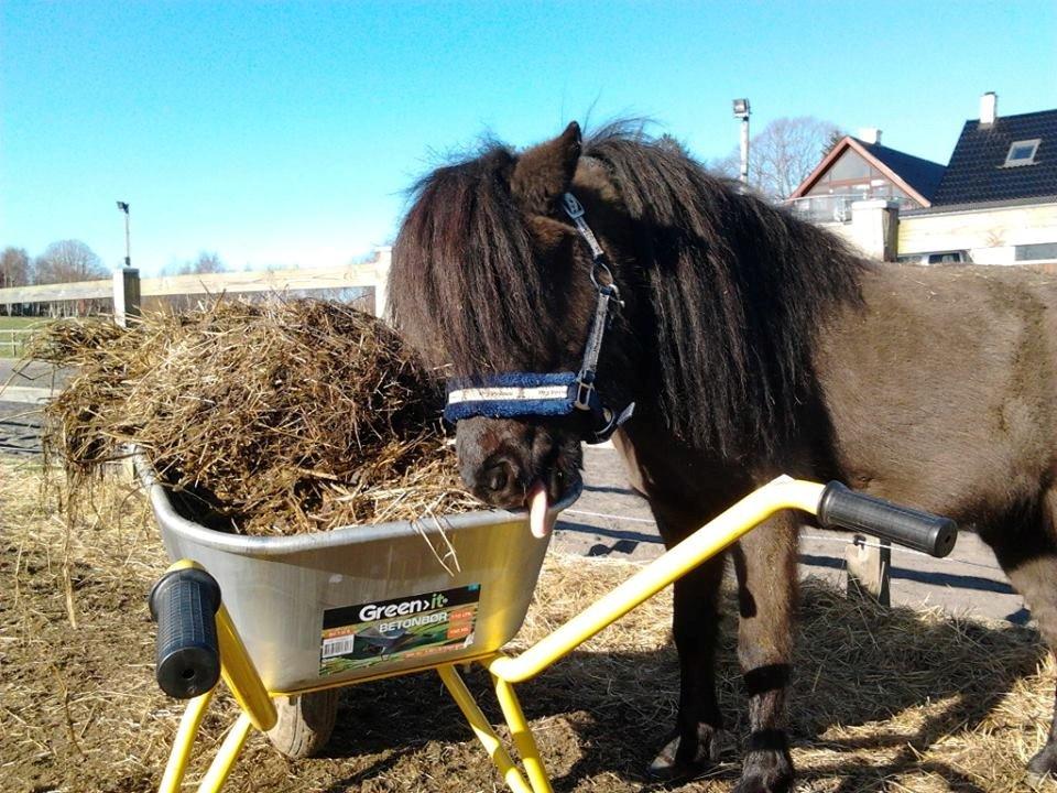 Miniature Ludvig (R.I.P d 15/7-15) billede 20