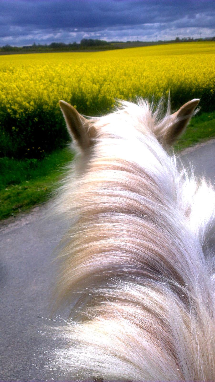Fjordhest Stella - Skøn tur til Hjerm med Cecilie og Bailey <3 billede 24