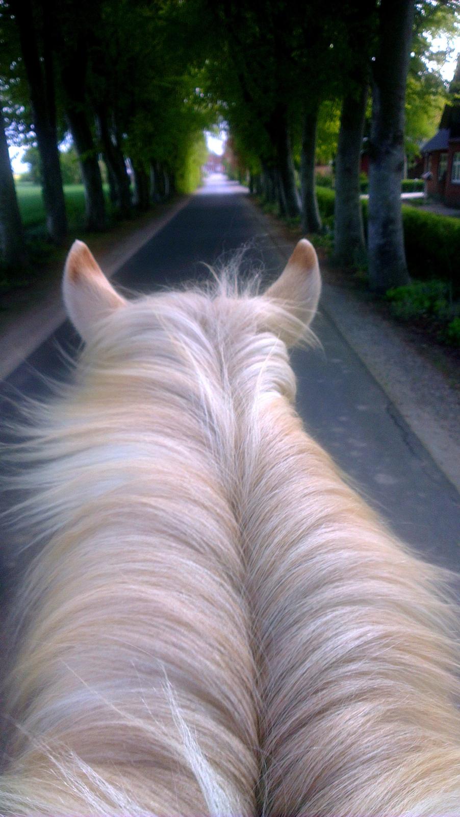 Fjordhest Stella billede 32