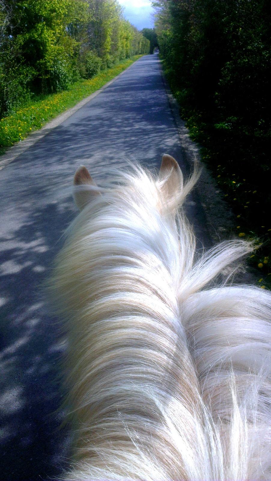 Fjordhest Stella billede 15