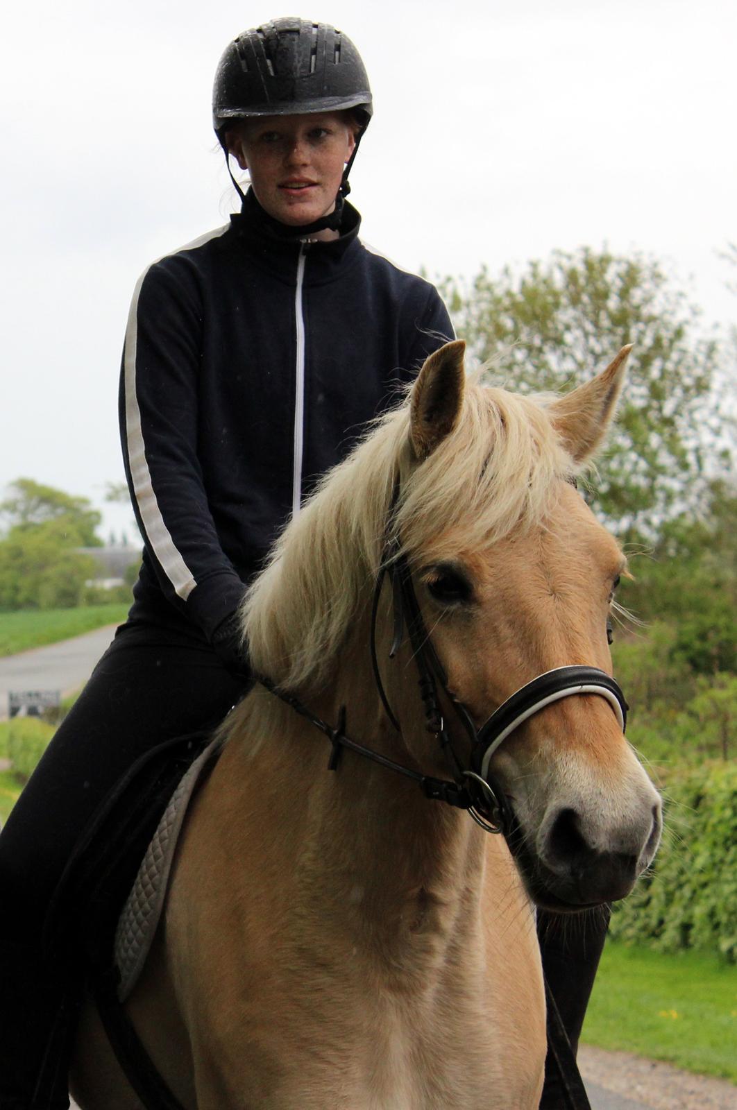 Fjordhest Stella - Sidste tur med Cecilie og Bailey <3 billede 39