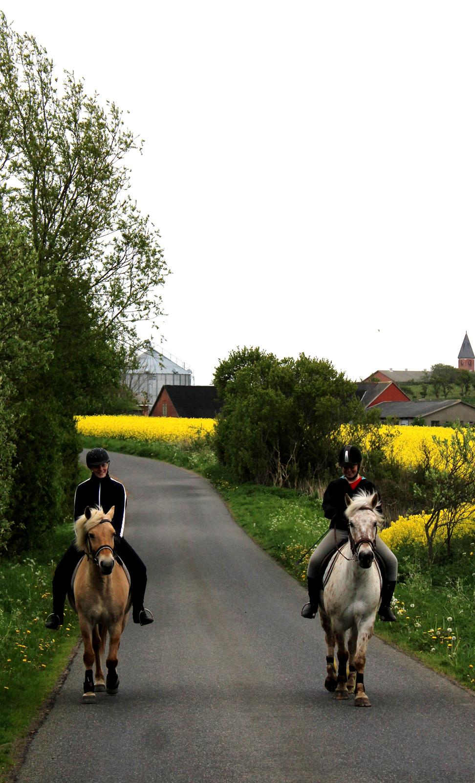 Fjordhest Stella - Sidste tur med Cecilie og Bailey <3 billede 3