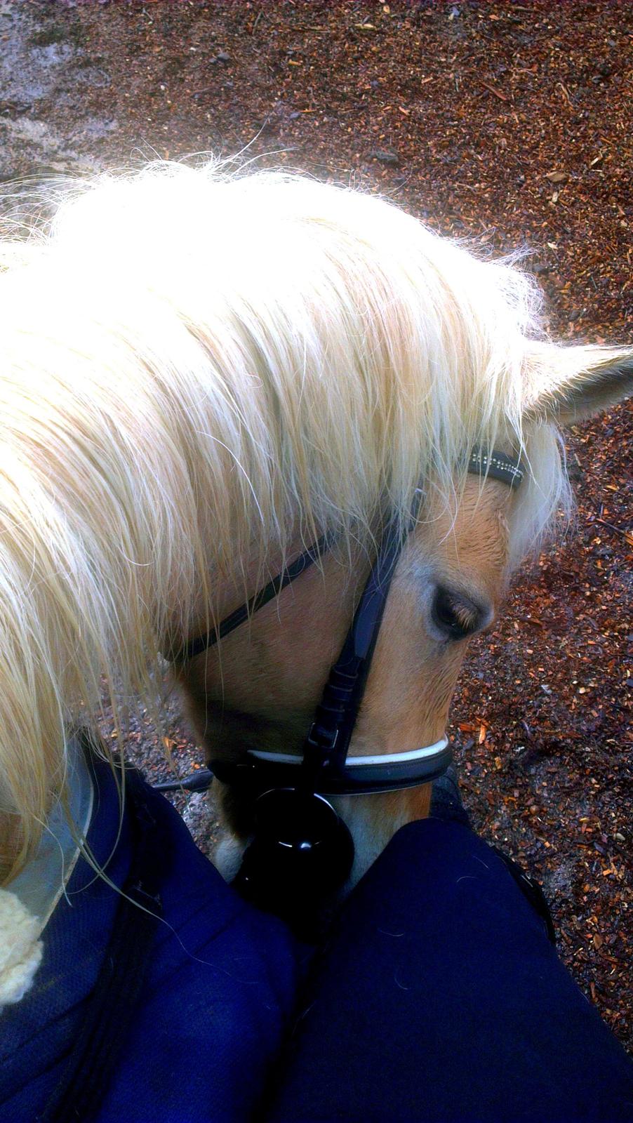 Fjordhest Stella - Sidste tur <3 billede 47