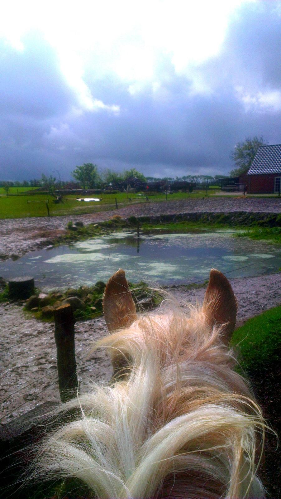 Fjordhest Stella - Sidste tur <3 billede 19