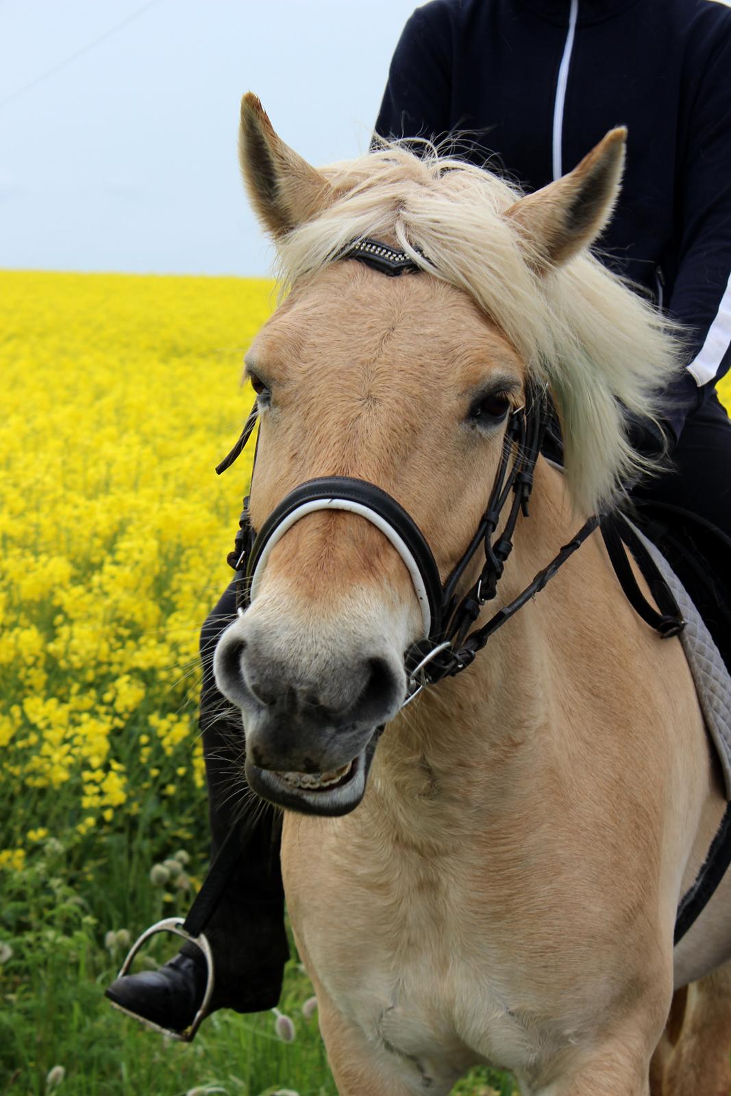 Fjordhest Stella - Sidste tur med Cecilie og Bailey <3 billede 8