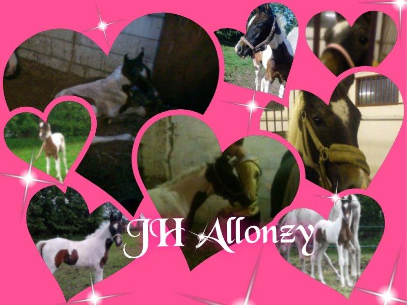 Pinto Araber JH Allonzy *Solgt* R.I.P. 18-01-2017 billede 5