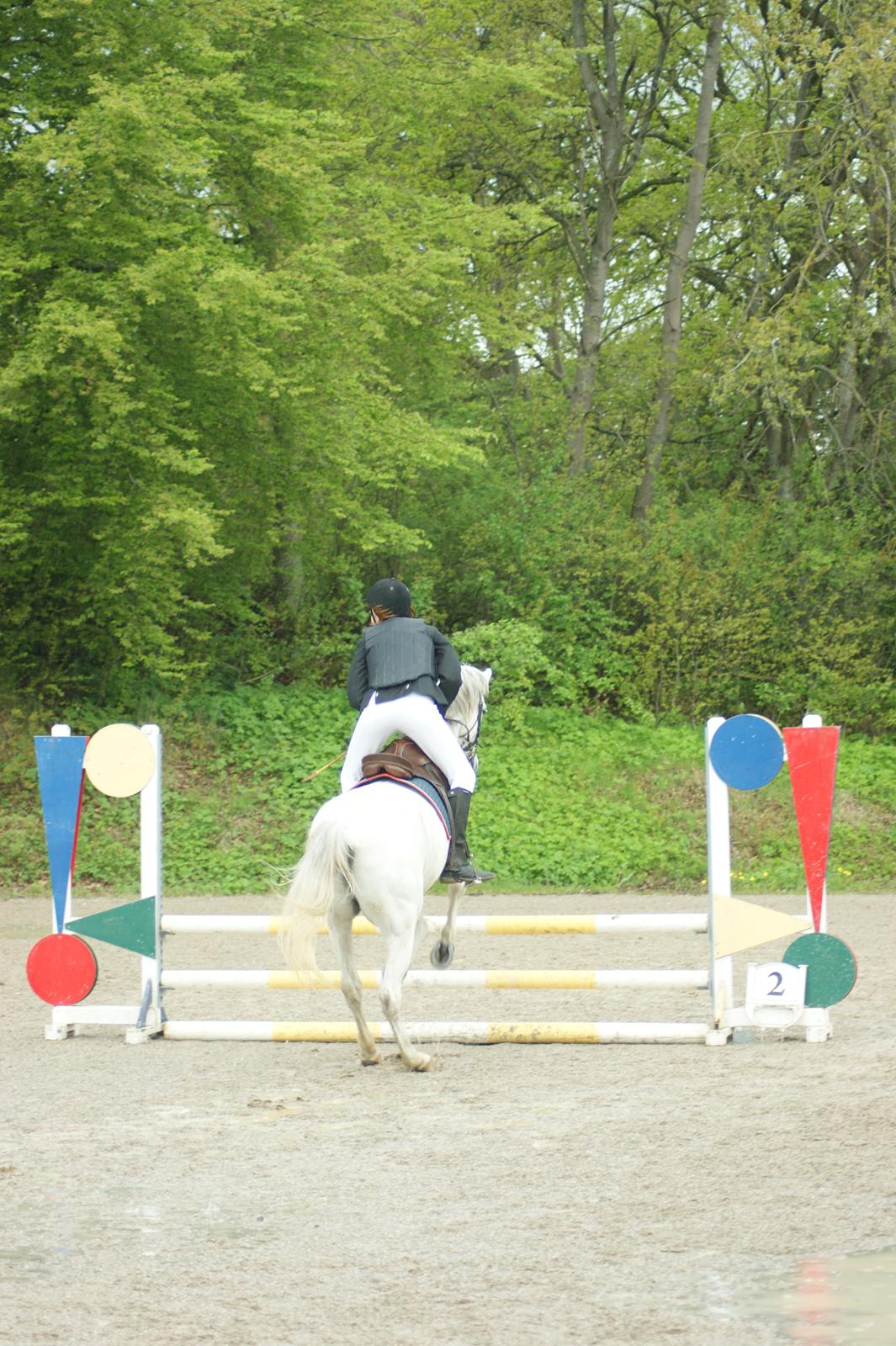 Shagya Araber (SH) Óbajan billede 18