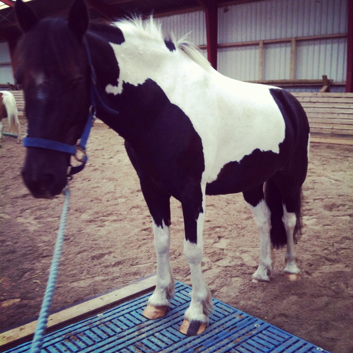 Anden særlig race Magnus <3 billede 12