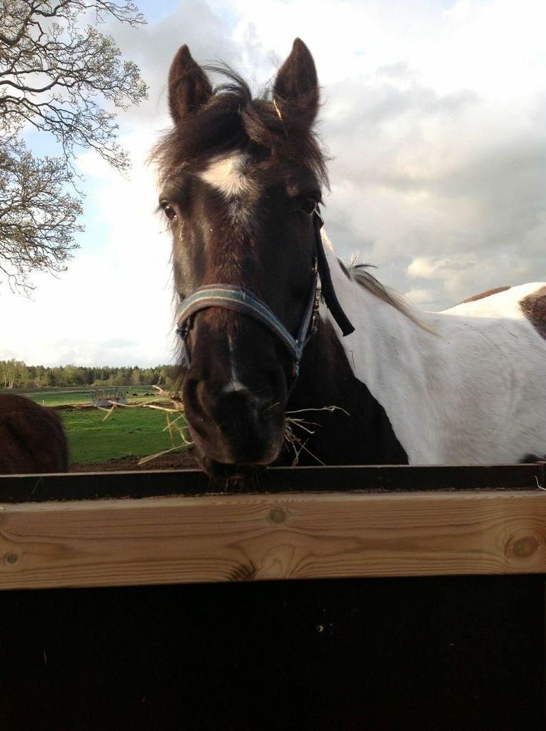 Anden særlig race Magnus <3 billede 13