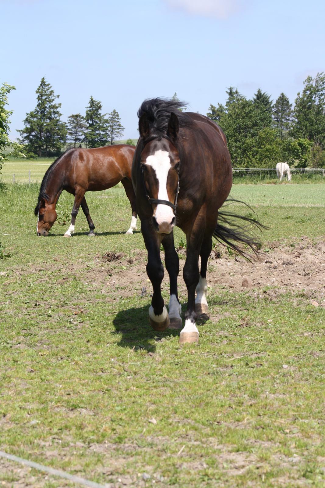 Oldenborg Lucas (SOLGT) billede 8