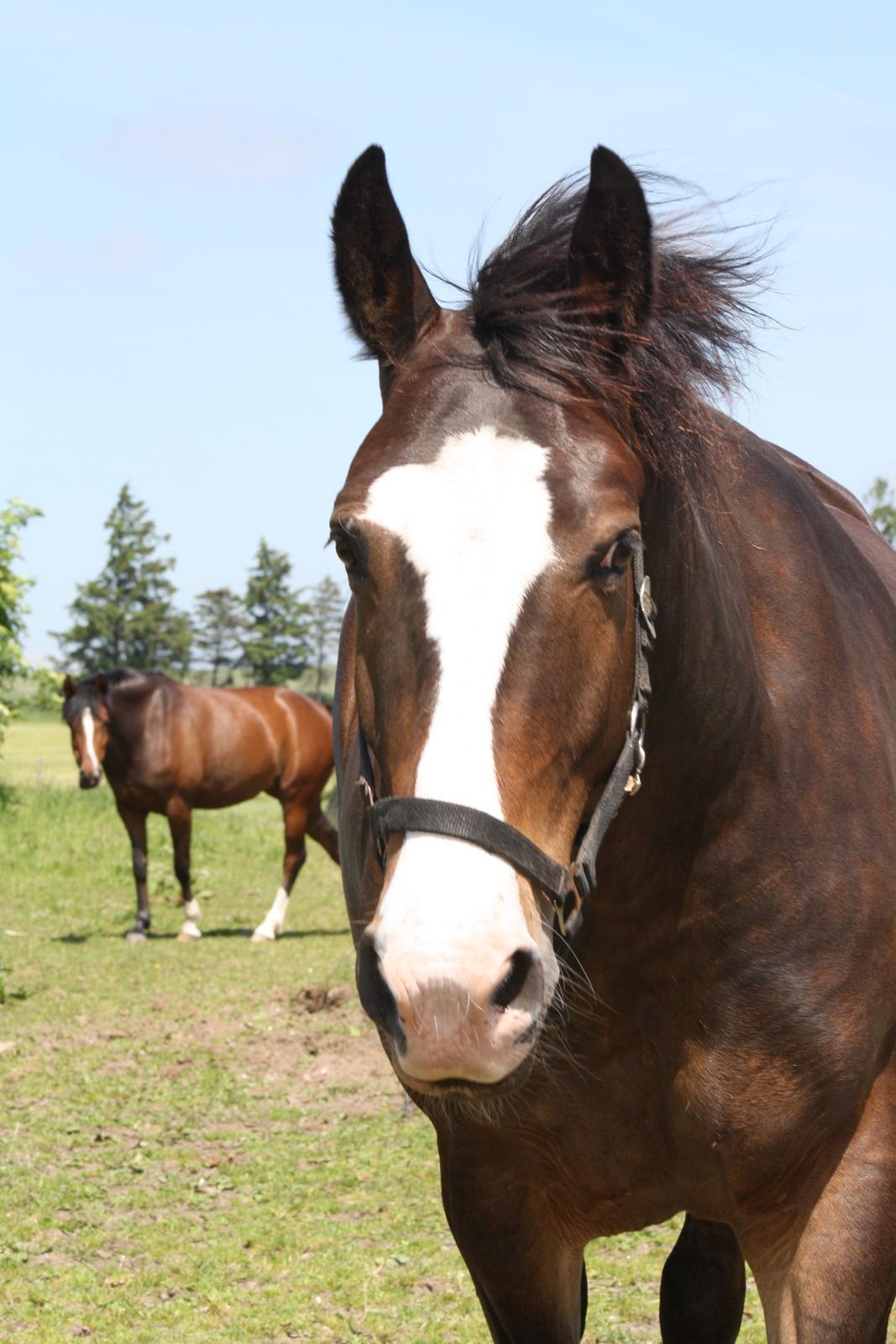 Oldenborg Lucas (SOLGT) billede 18