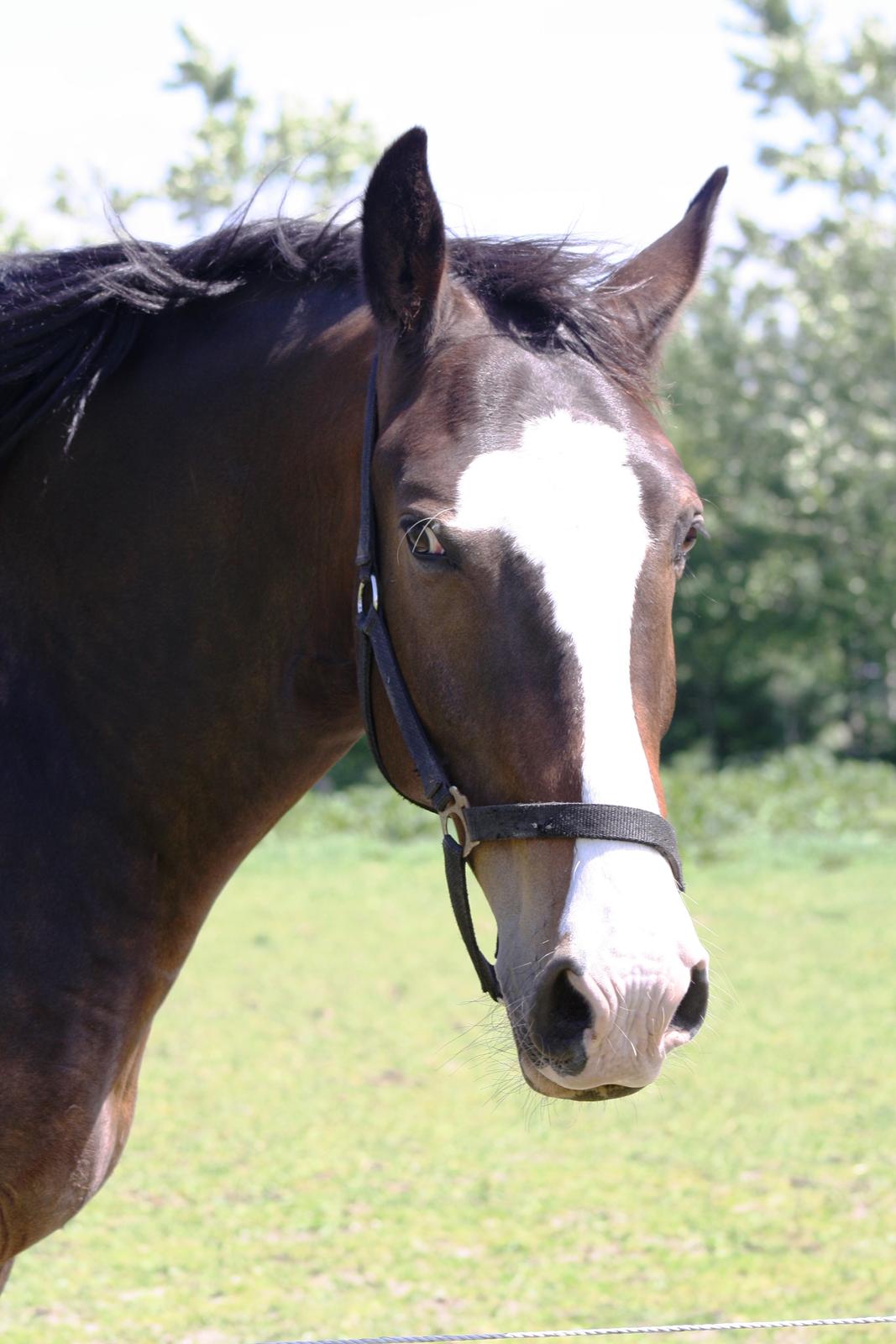 Oldenborg Lucas (SOLGT) billede 7