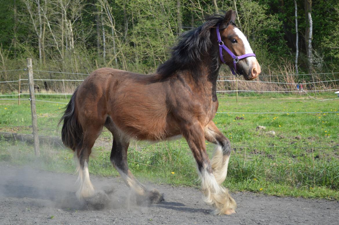 Irish Cob Zooey  billede 14