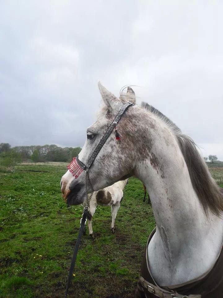 Arabisk fuldblod (OX) Wahinni ox *R.I.P. 19-08-15* billede 13