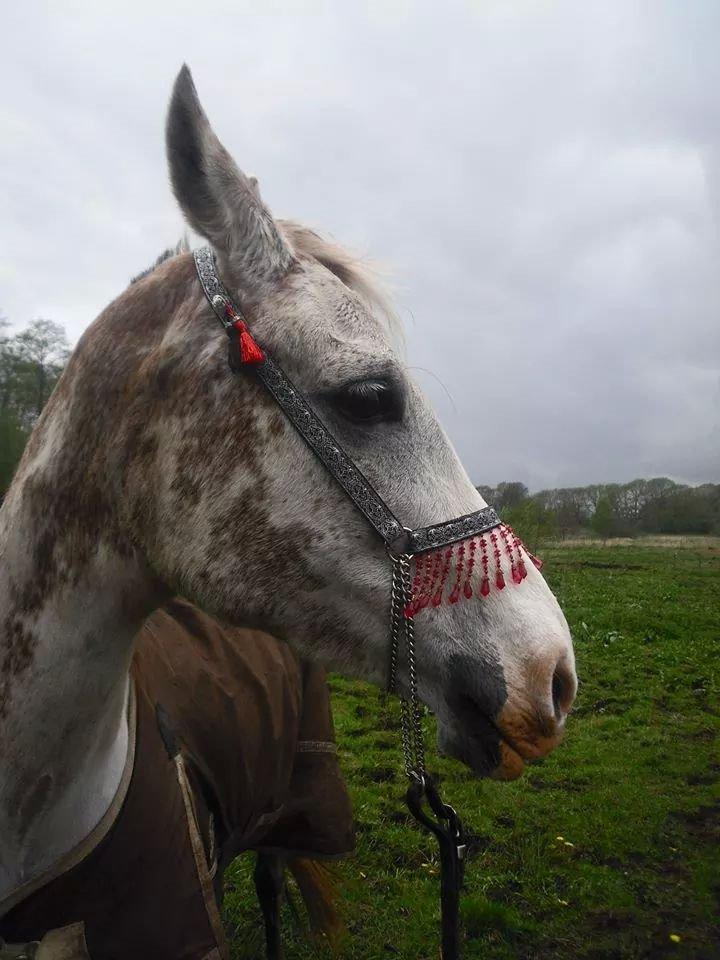 Arabisk fuldblod (OX) Wahinni ox *R.I.P. 19-08-15* billede 14