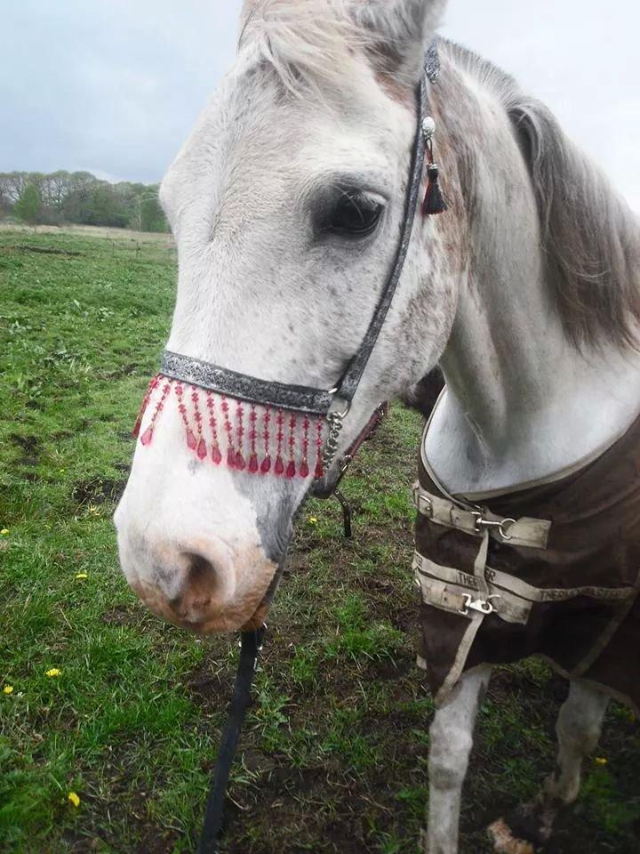 Arabisk fuldblod (OX) Wahinni ox *R.I.P. 19-08-15* billede 15