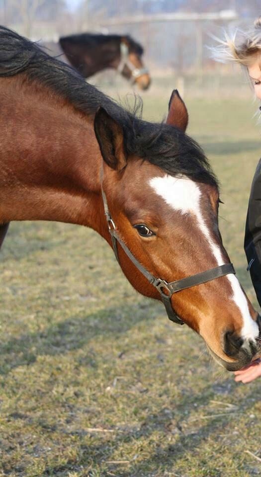 Anden særlig race Chanel billede 4