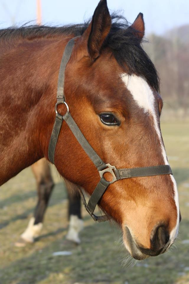 Anden særlig race Chanel billede 7