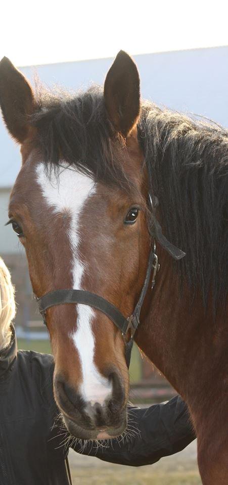 Anden særlig race Chanel billede 8