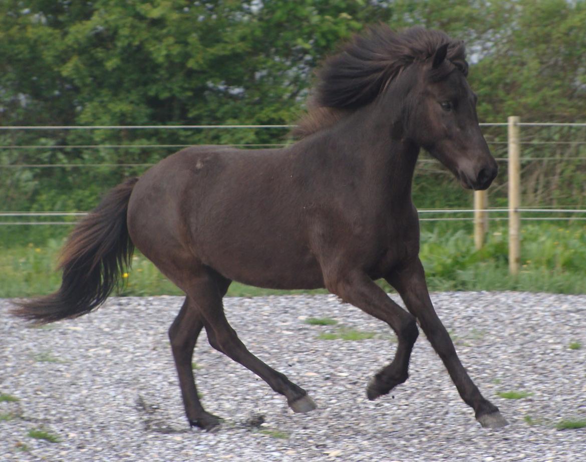 Islænder Harpa fra Klim Bjerg billede 10
