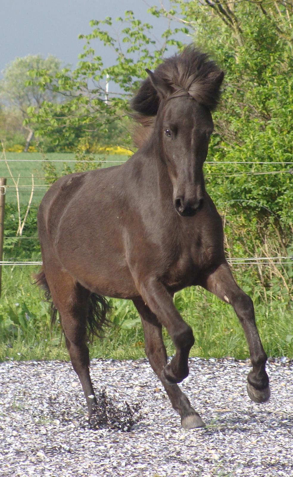 Islænder Harpa fra Klim Bjerg billede 4
