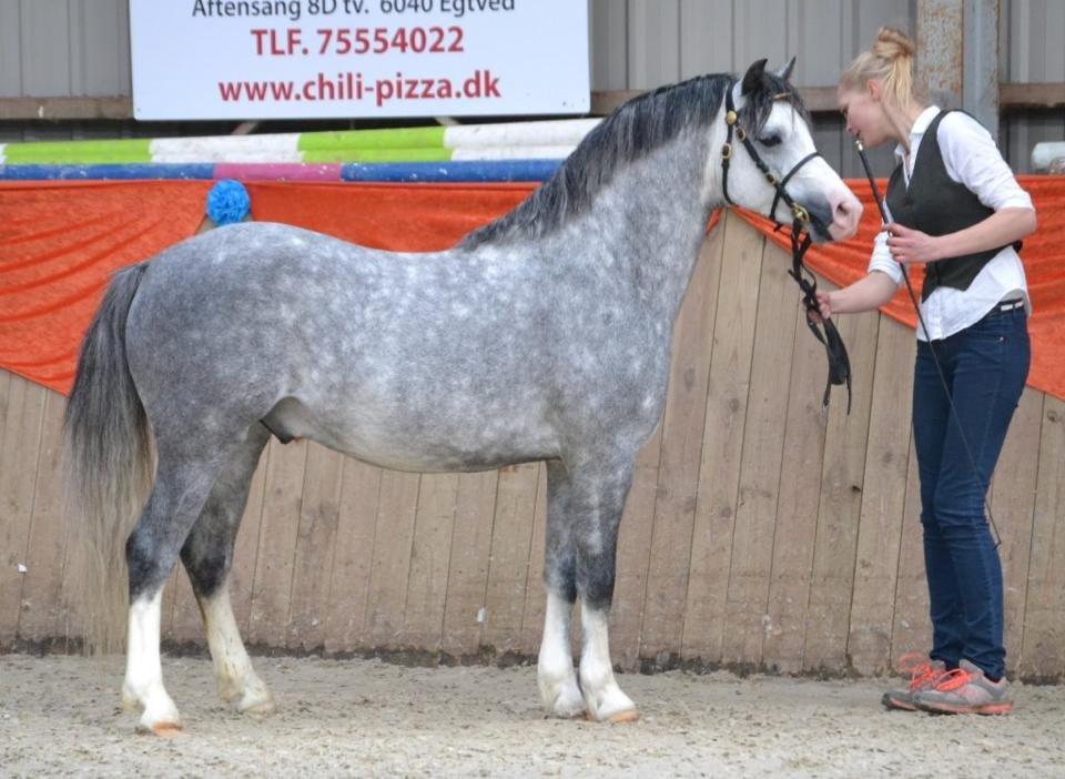 Welsh Pony (sec B) Bjerregårds Sonny Boy - FOTO: Zanne J. Vores første show sammen! han gjorde det så godt!  billede 10
