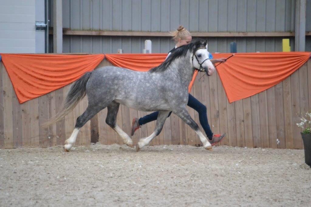 Welsh Pony (sec B) Bjerregårds Sonny Boy - FOTO: Zanne J. billede 18