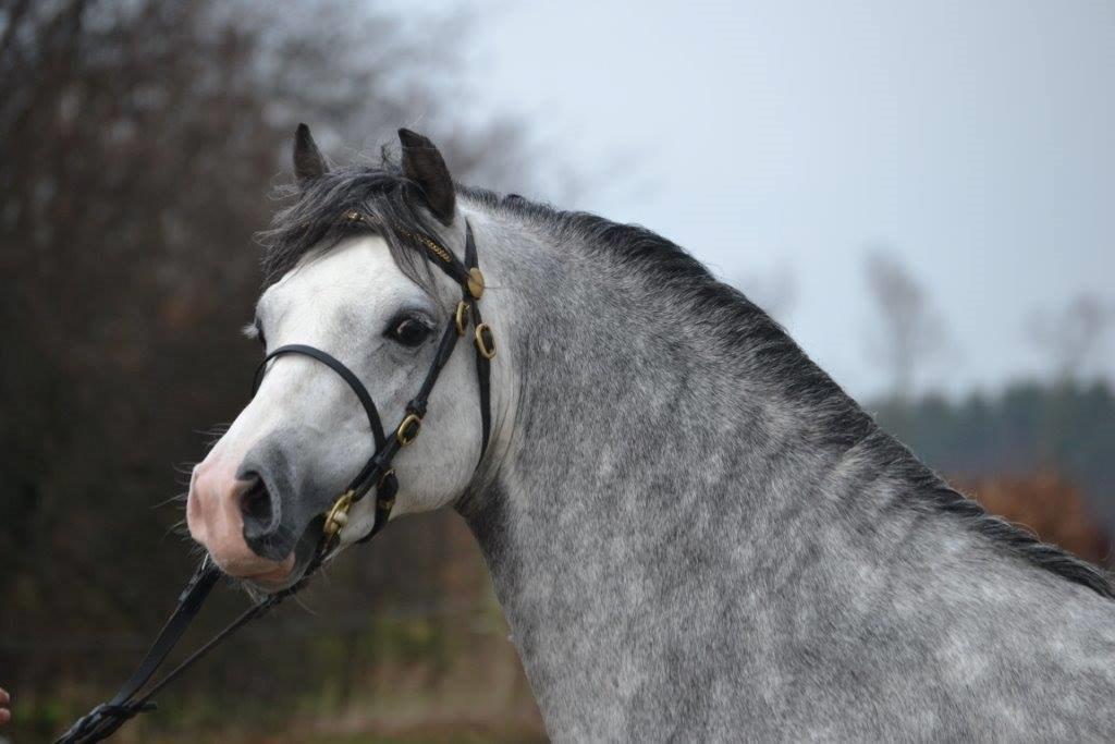 Welsh Pony (sec B) Bjerregårds Sonny Boy - FOTO: Zanne J. billede 7