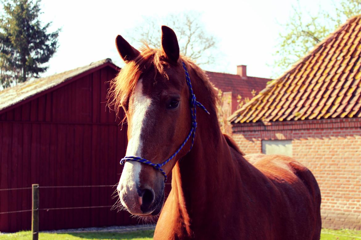 Anden særlig race Safir - Smuuuuk er han da! billede 16