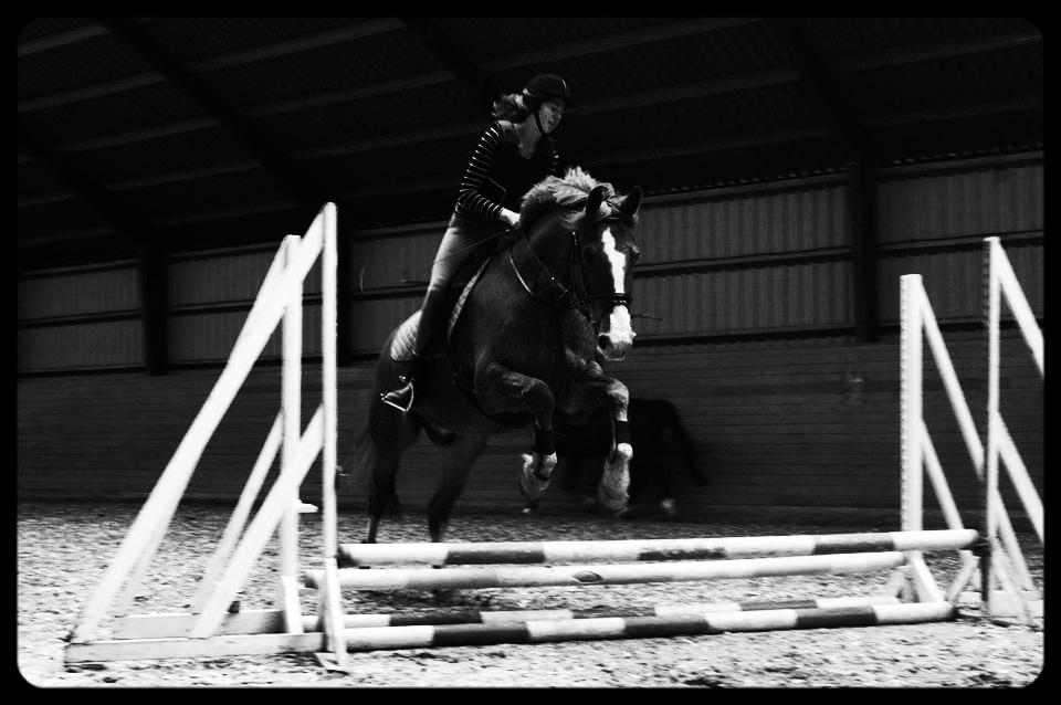 Anden særlig race Safir billede 18